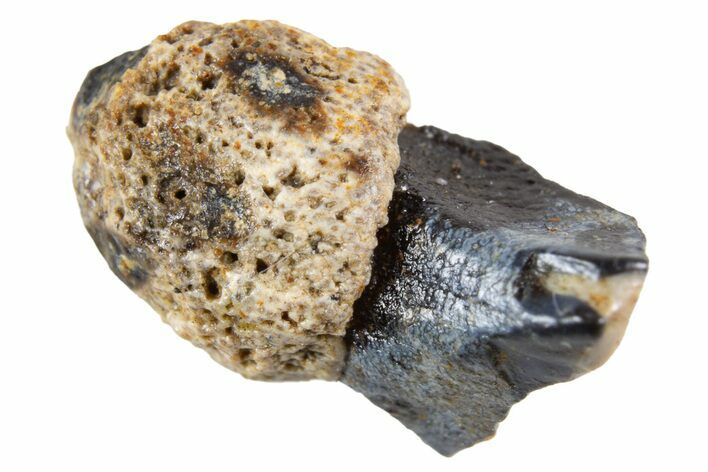 Fossil Dinosaur (Triceratops) Shed Tooth - Montana #341129